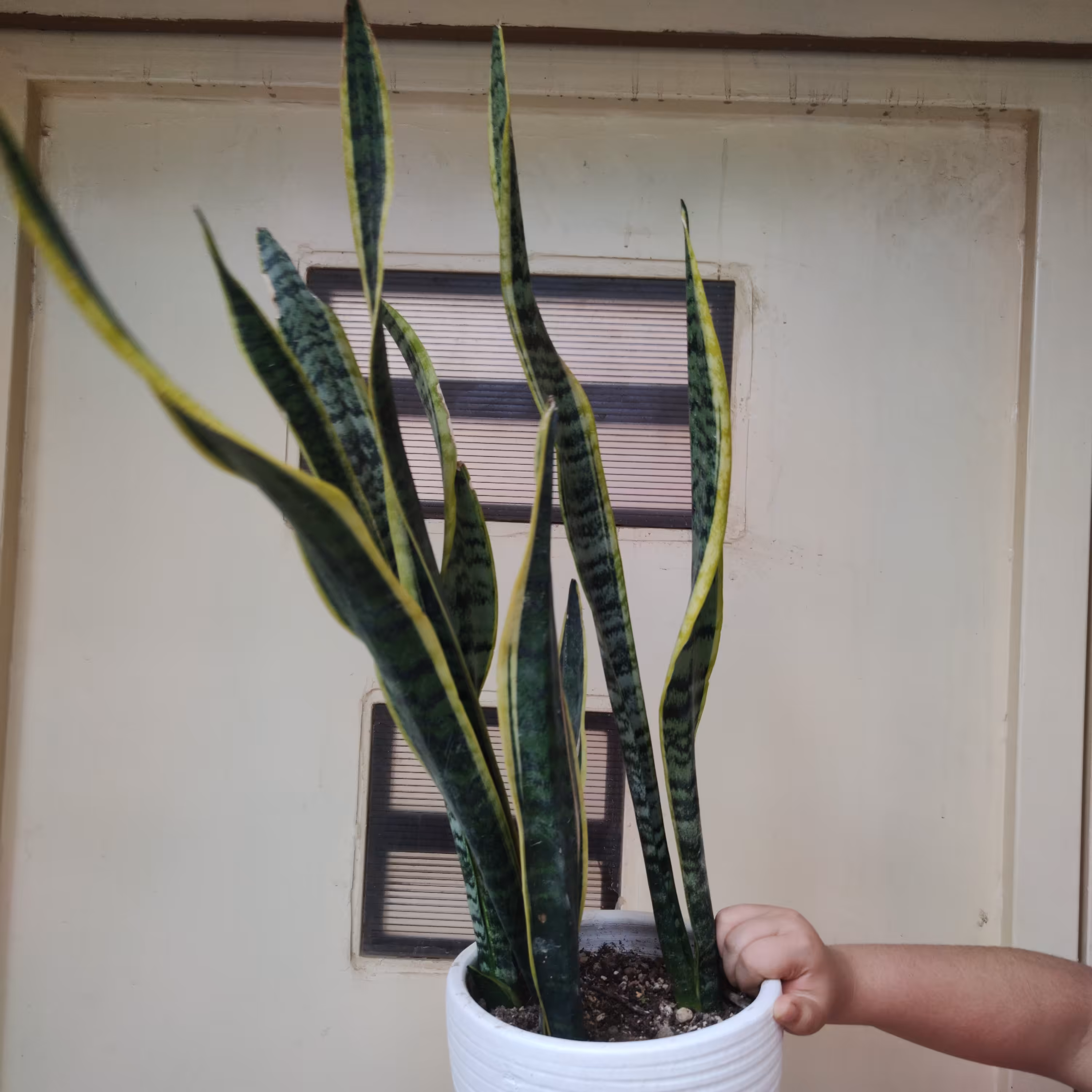 گلدون سانسوریا ابلق (ارسال با باربری و پس کرایه)