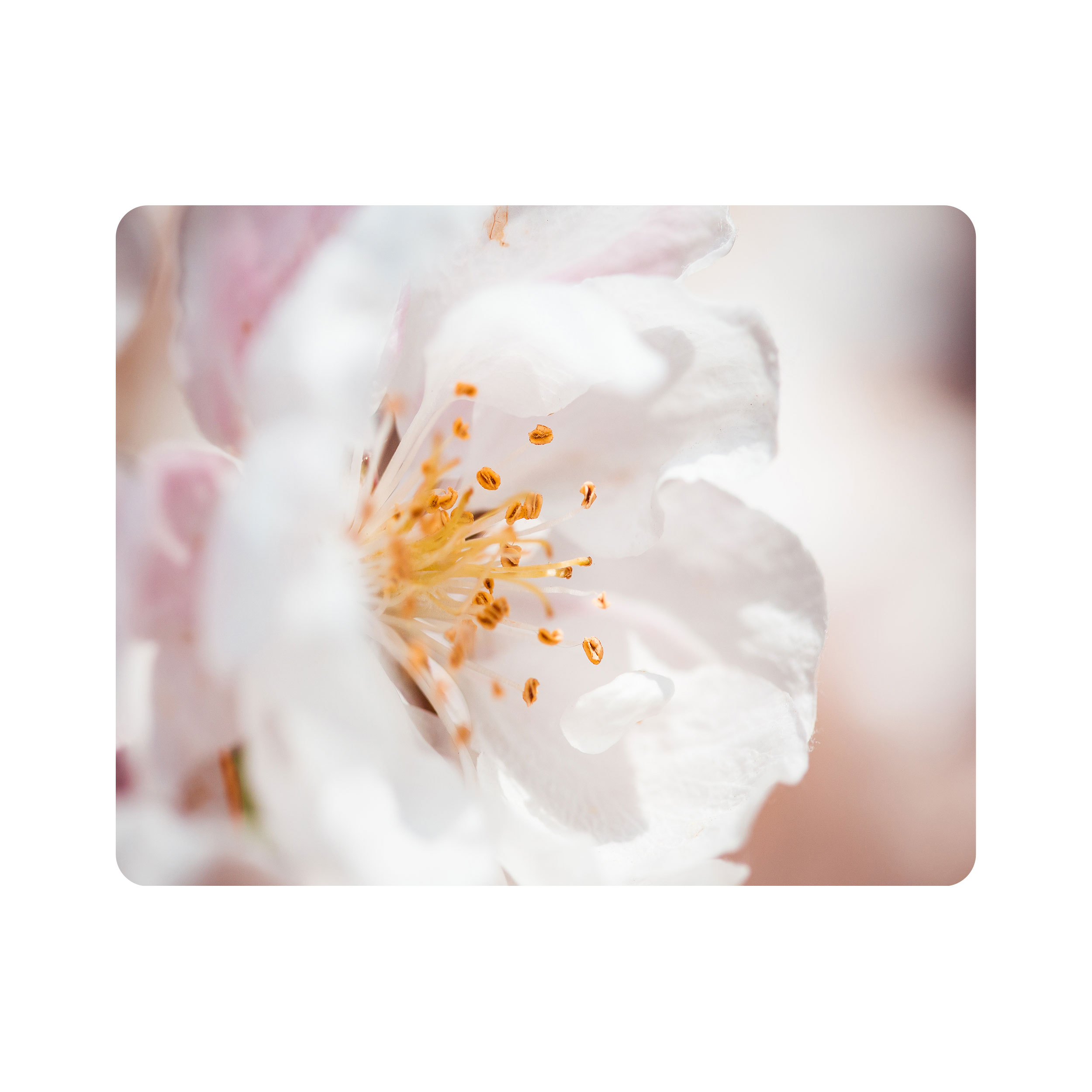 ماوس پد اطلس آبی طرح گل مدل T1942