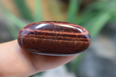 چشم ببر قرمز