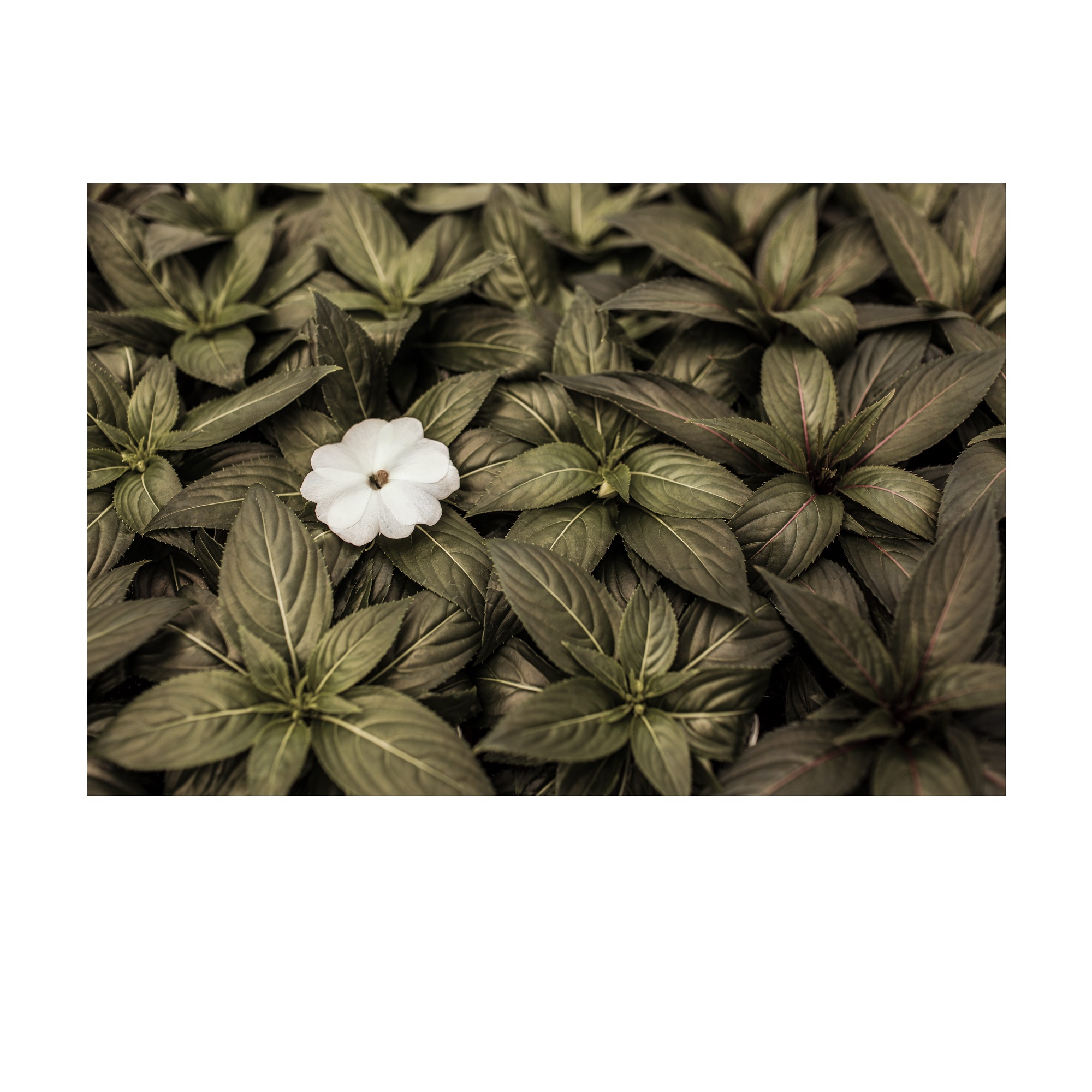 تابلو شاسی مدل گلبرگ