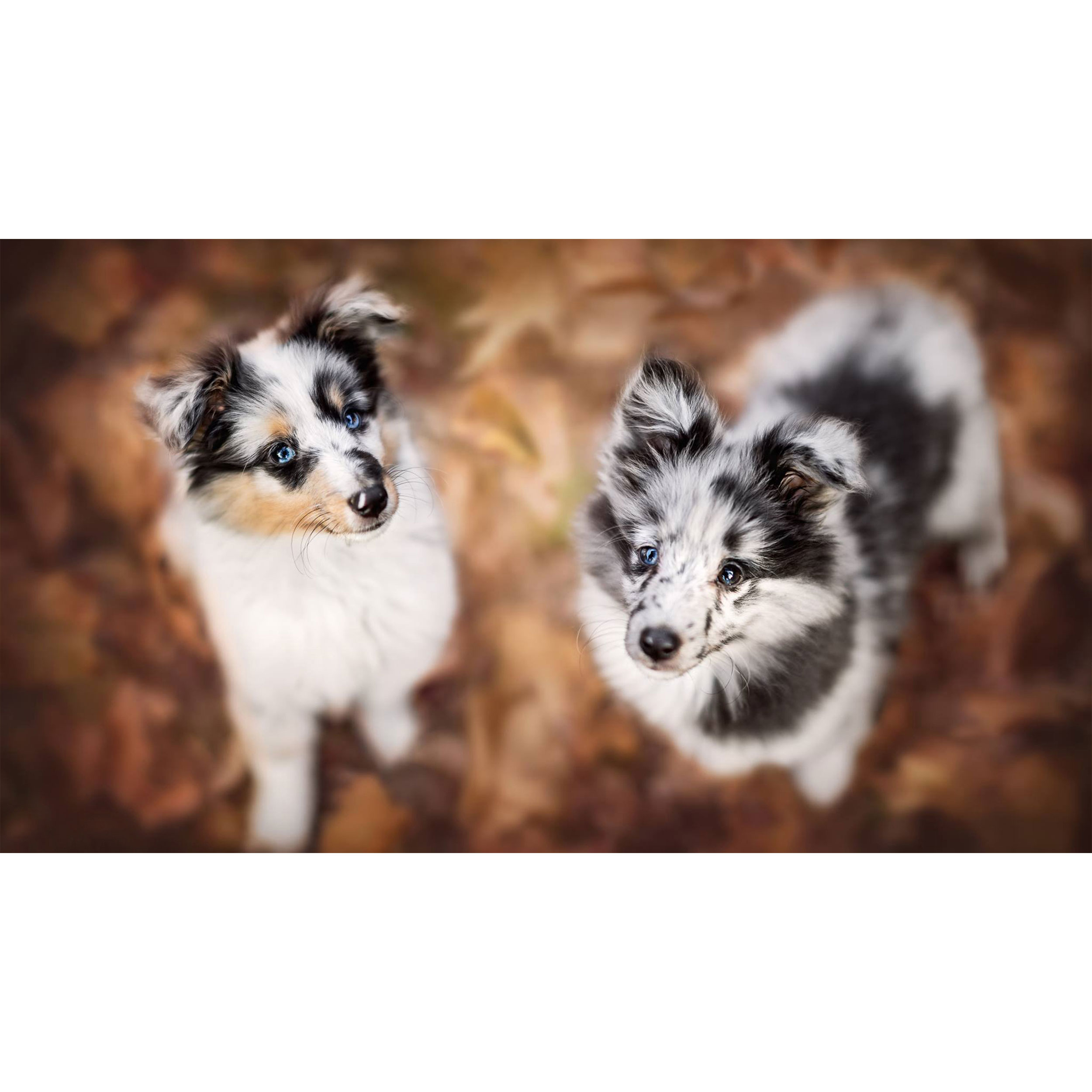 تابلو شاسی طرح سگ مدل T8003