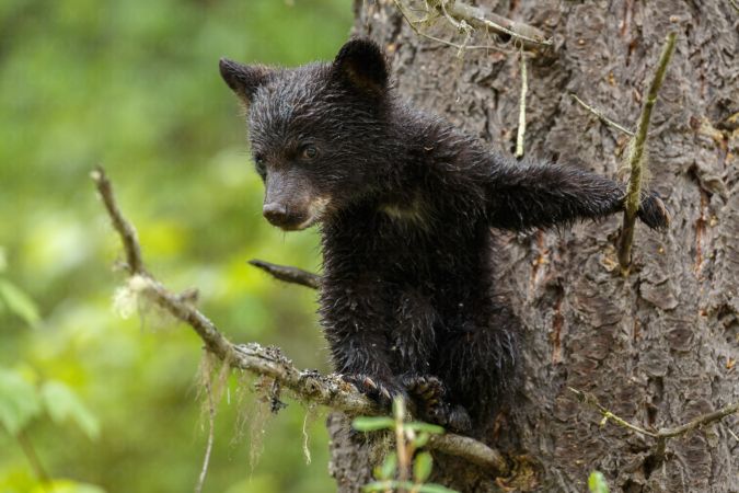 خرید و دانلود عکس Collection of images of cubs bears کد 13153 | پیک فاکس | Pic Fox