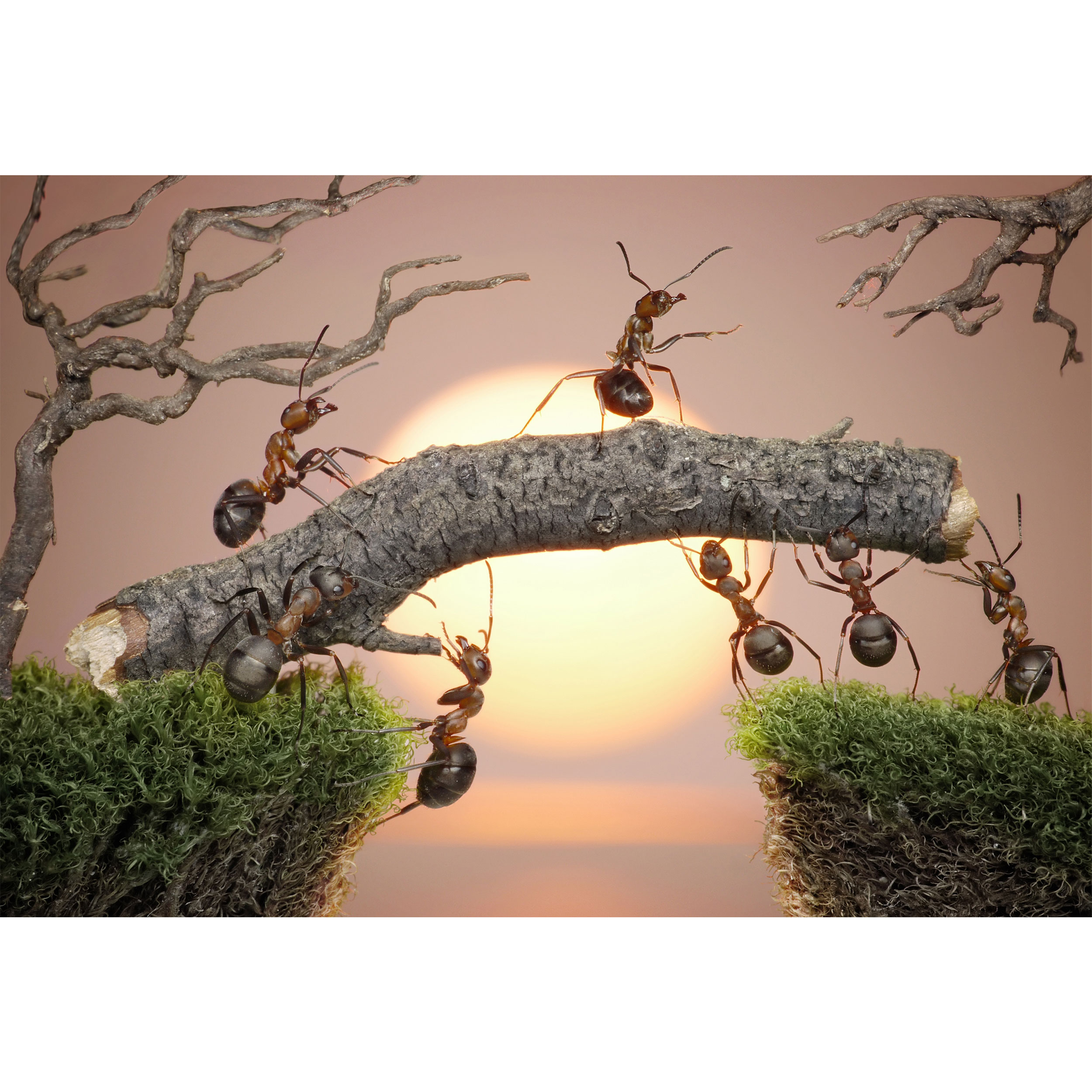 تابلو شاسی طرح مورچه و شاخه درخت مدل T6753