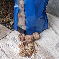 گردو پوست کاغذی سفید 