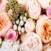 خرید و دانلود عکس Flower-Part-2 کد 17703 | پیک فاکس | Pic Fox