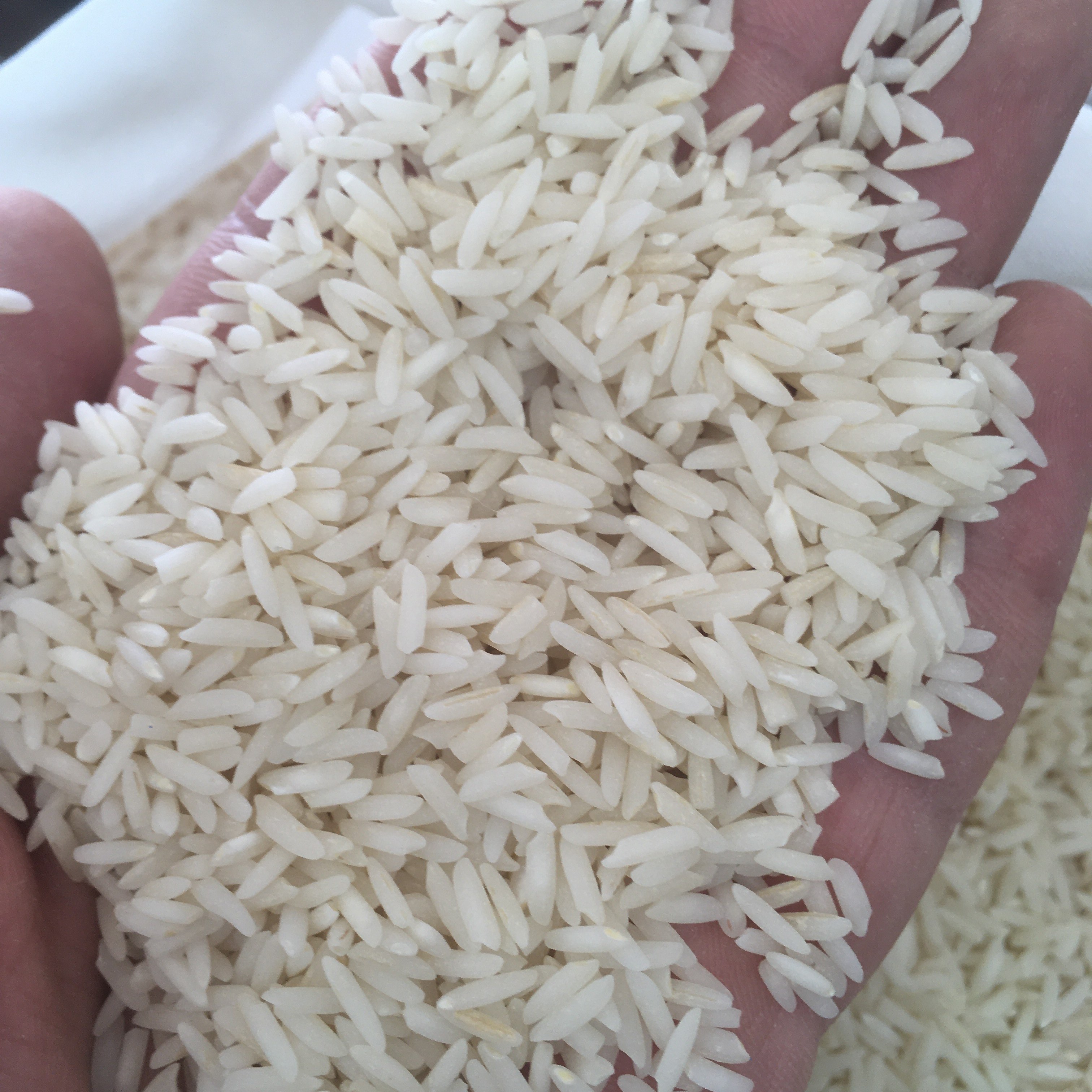 برنج هاشمی ممتاز گیلان امساله (10 کیلوگرم) ارسال رایگان