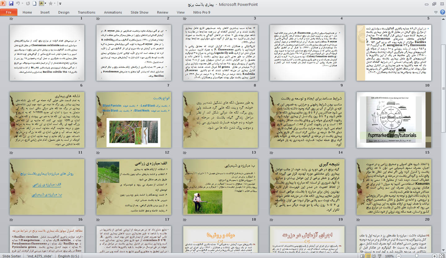دانلود پاورپوينت بيماري بلاست برنج Power Point