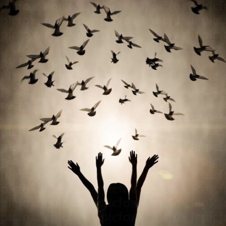 خرید و دانلود عکس Animals-Part-3 - کیفیت بالا | پیک فاکس | Pic Fox