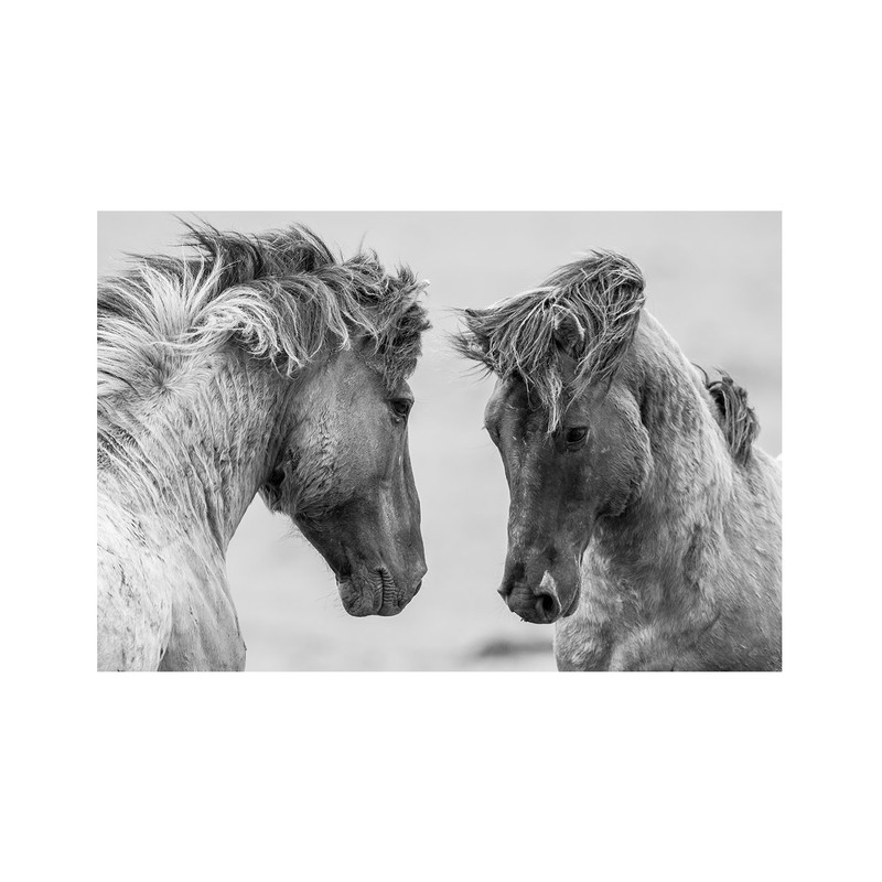 تابلو شاسی نوین نقش طرح اسب 20086 | دنیای قاب