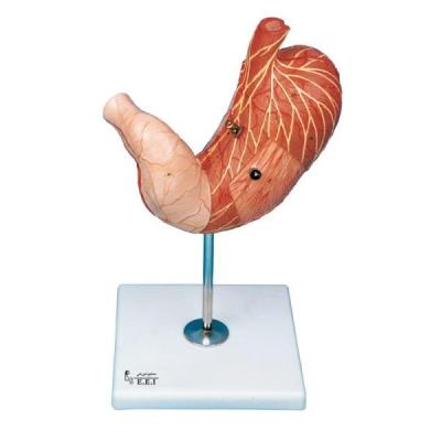 بازی آموزشی مدل مولاژ معده