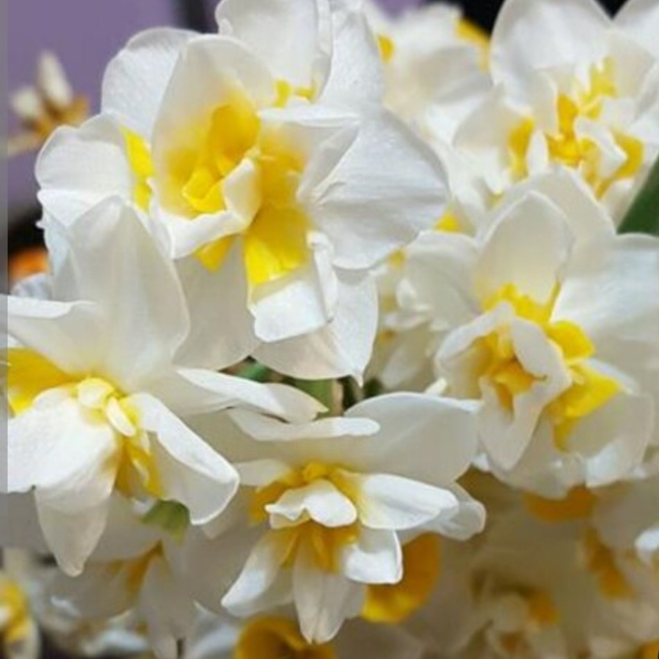 پیاز گل نرگس شصت پر بسیار معطر سایز متوسط (یک عدد )