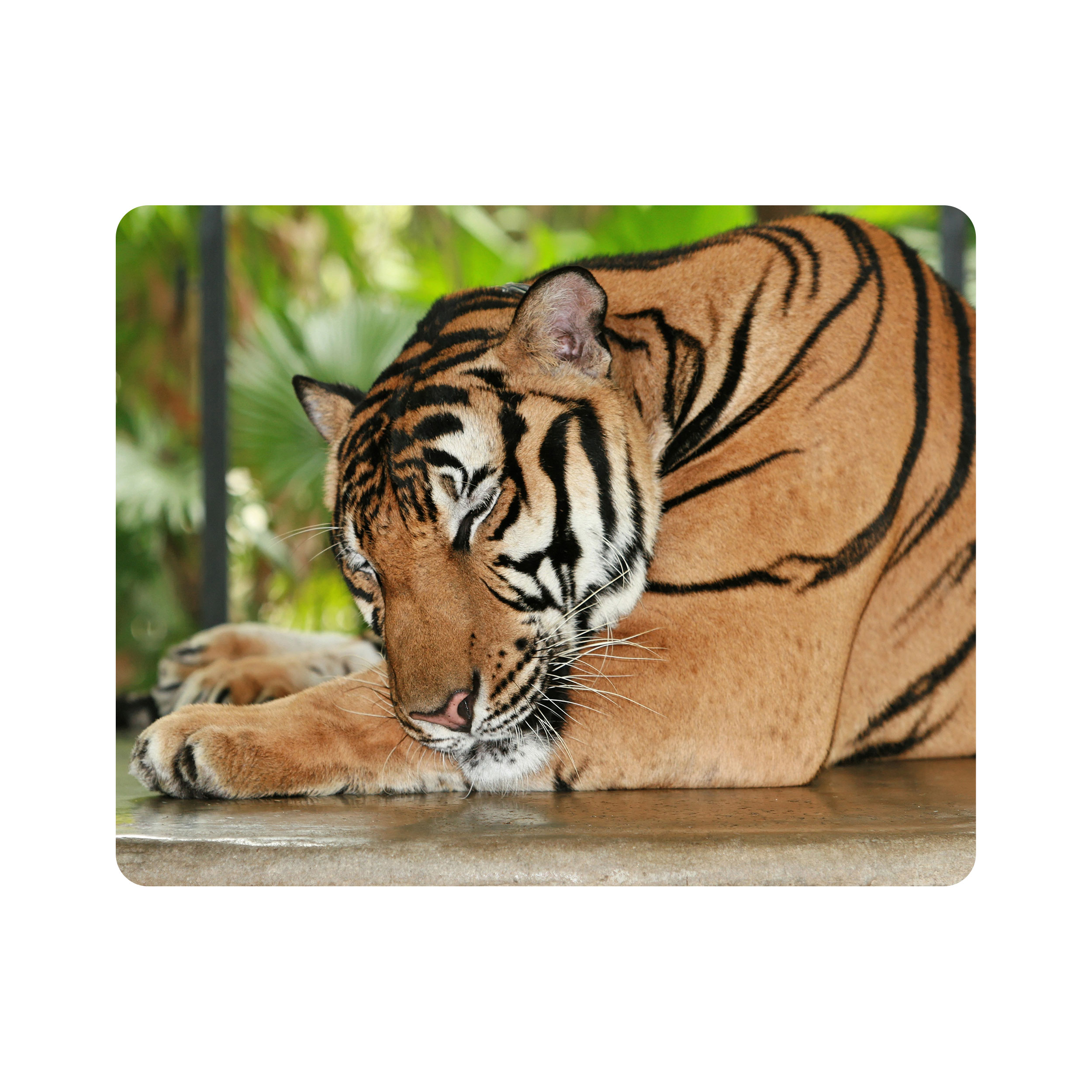 ماوس پد اطلس آبی طرح ببر مدل T1691