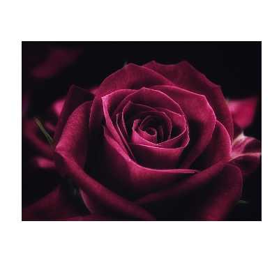 تابلو شاسی طرح گل رز مدل 1