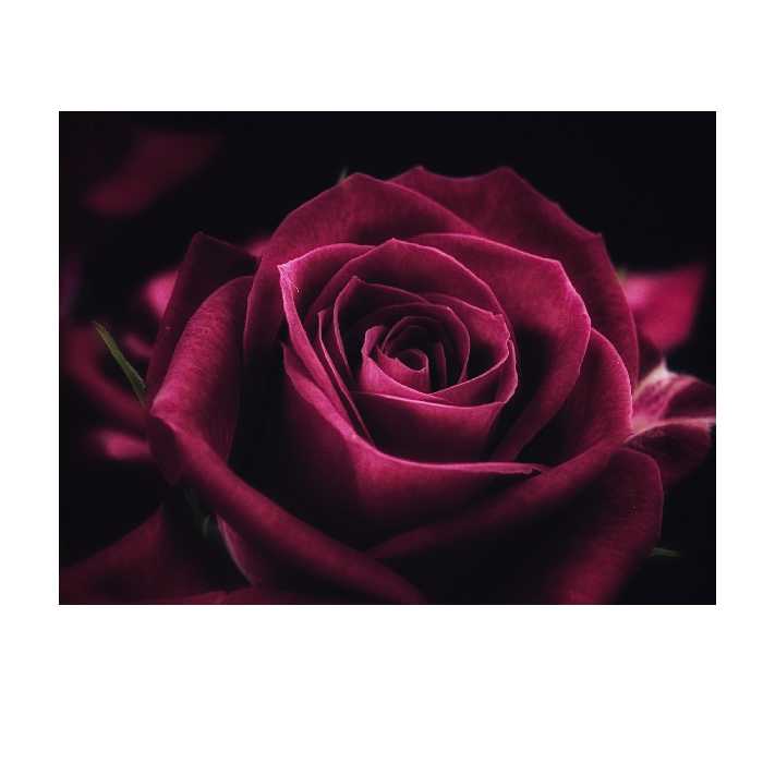 تابلو شاسی طرح گل رز مدل 1