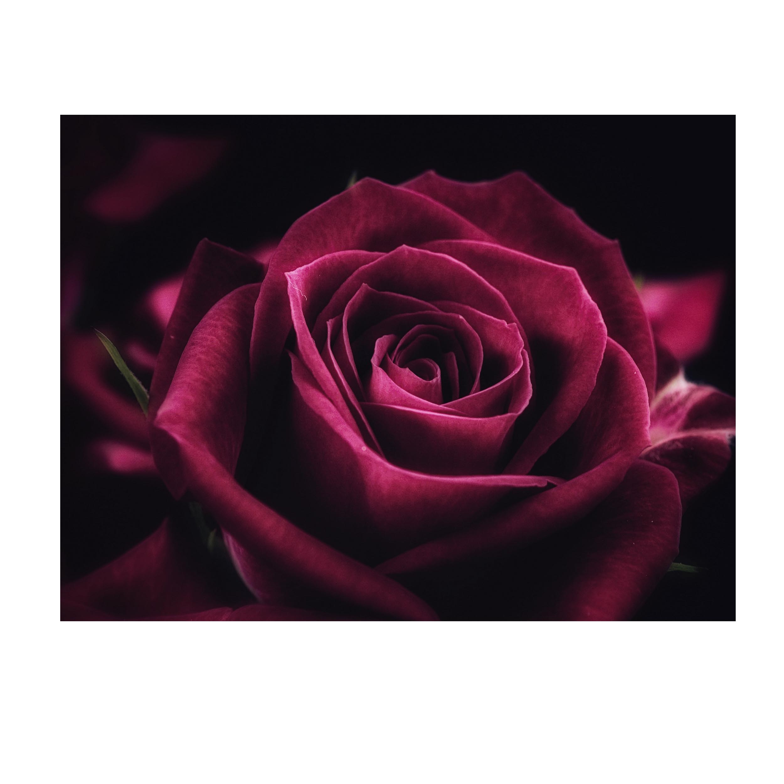 تابلو شاسی طرح گل رز مدل 1