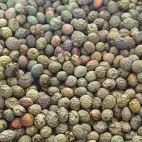 بنه پسته کوهی ارسنجان  ( 1000 گرمی )،  طبیعی و تازه و امسالی  ، بنه تازه و خشک شده ، مناسب جهت خوراکی و کاشت 