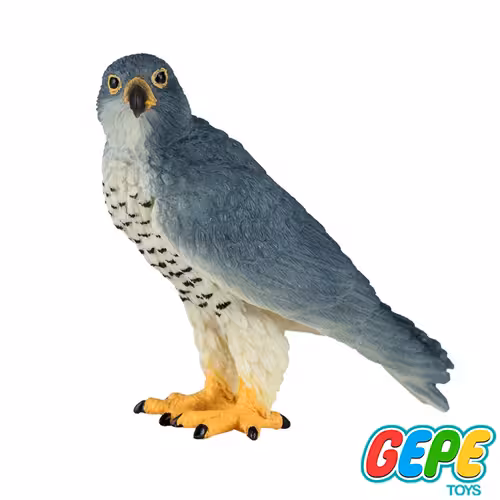 فیگور شاهین