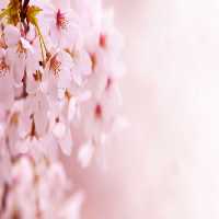 خرید و دانلود عکس Flower-Part-8 کد 18362 | پیک فاکس | Pic Fox