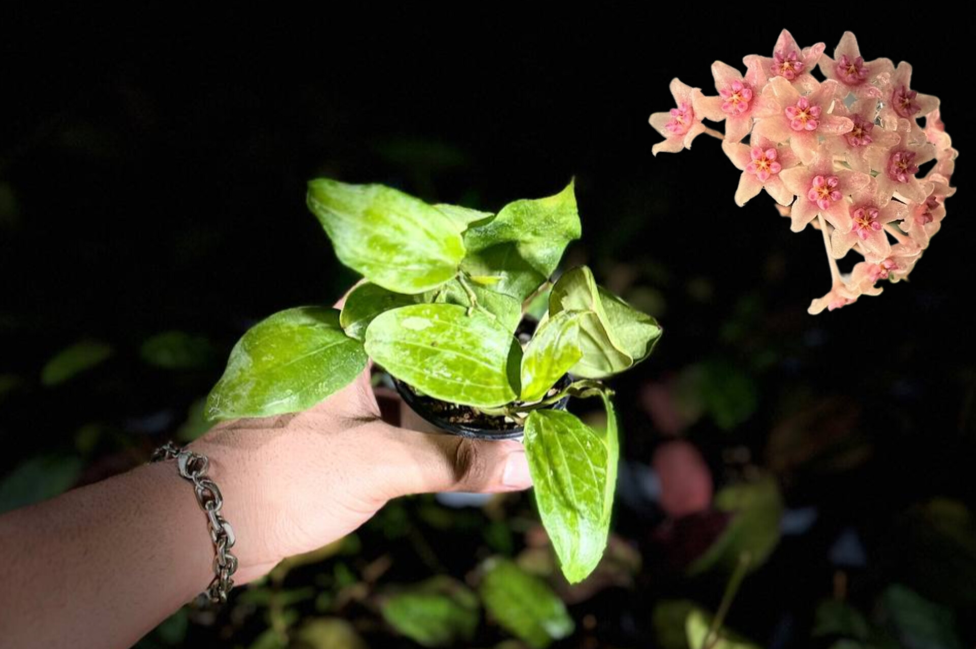 هویالاتیفولیااسنوکویین