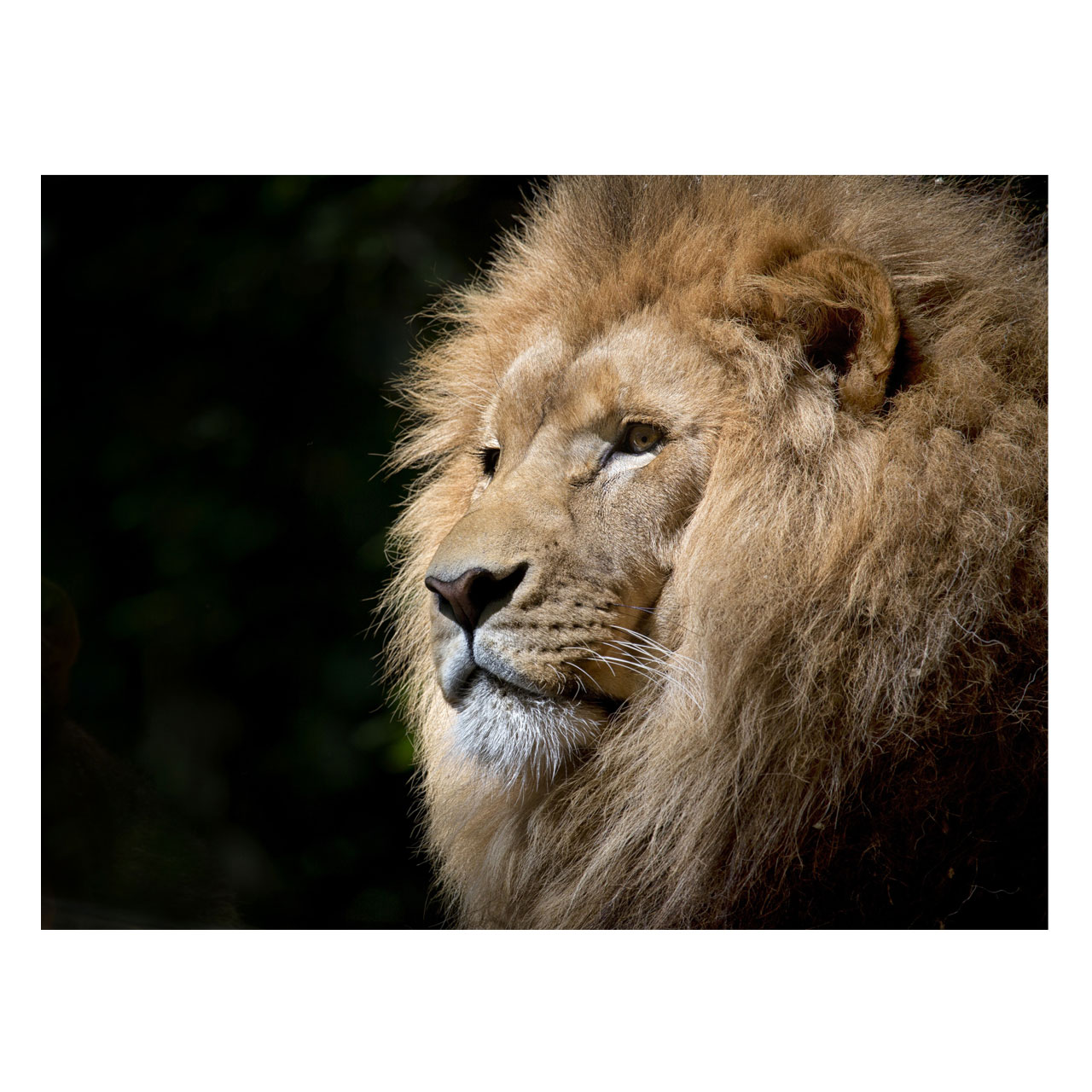 تابلو شاسی طرح شیر کد 040