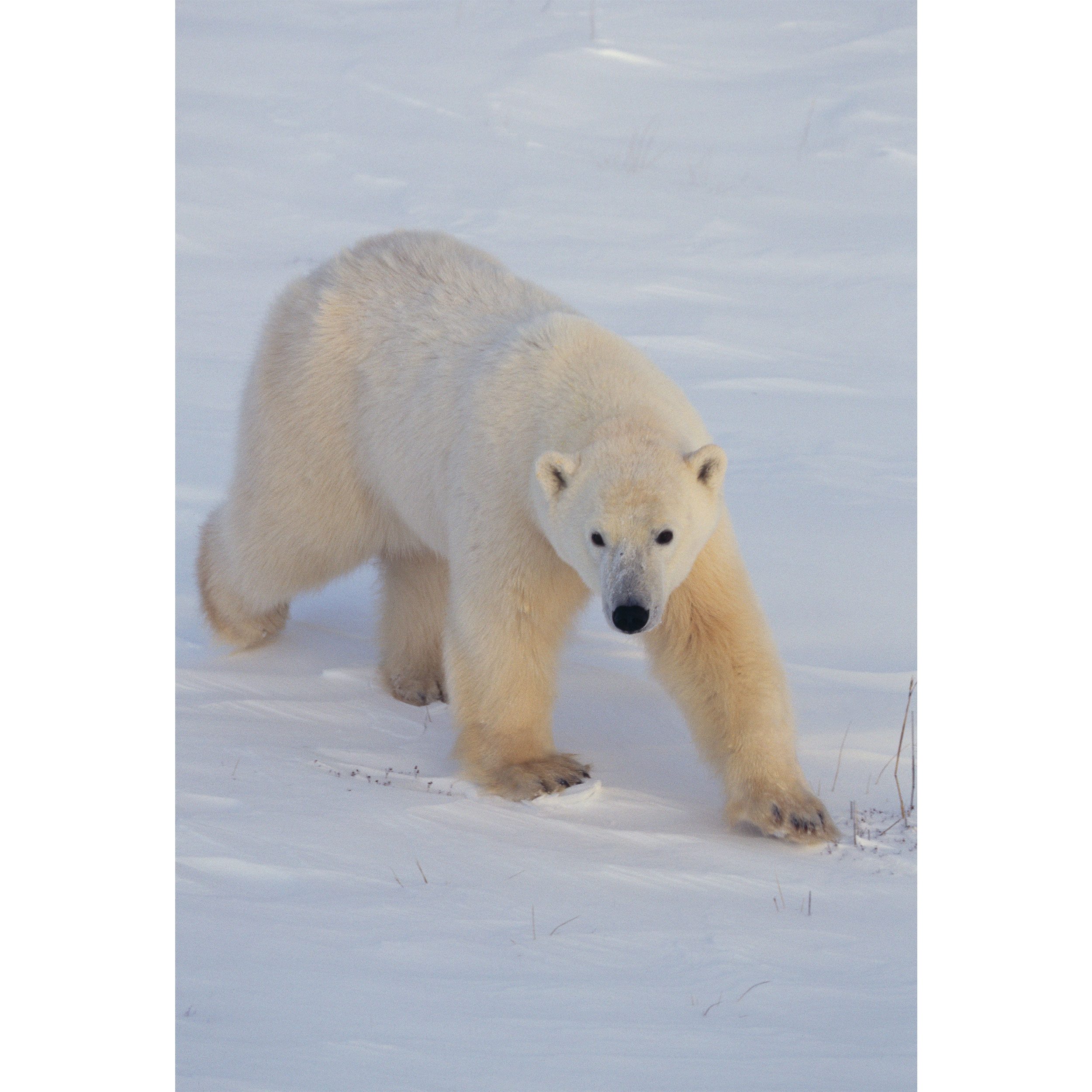 تابلو شاسی طرح برف و خرس قطبی مدل T2060