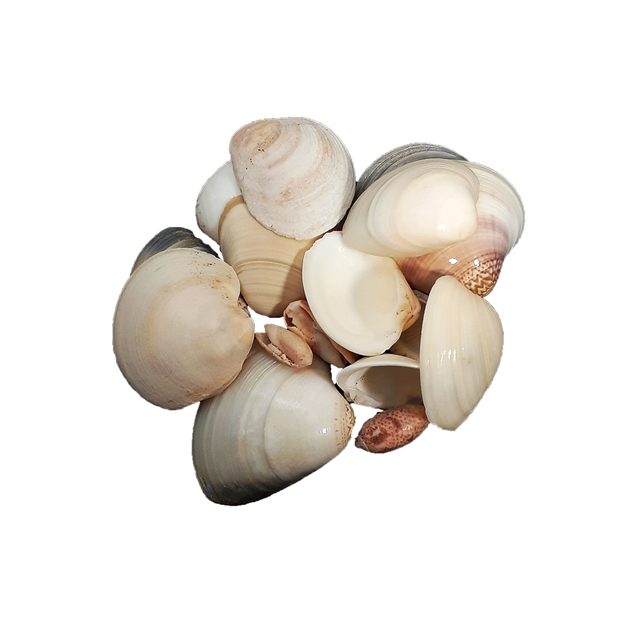 صدف تزیینی مدل SB_9 کد 47 وزن 150 گرم