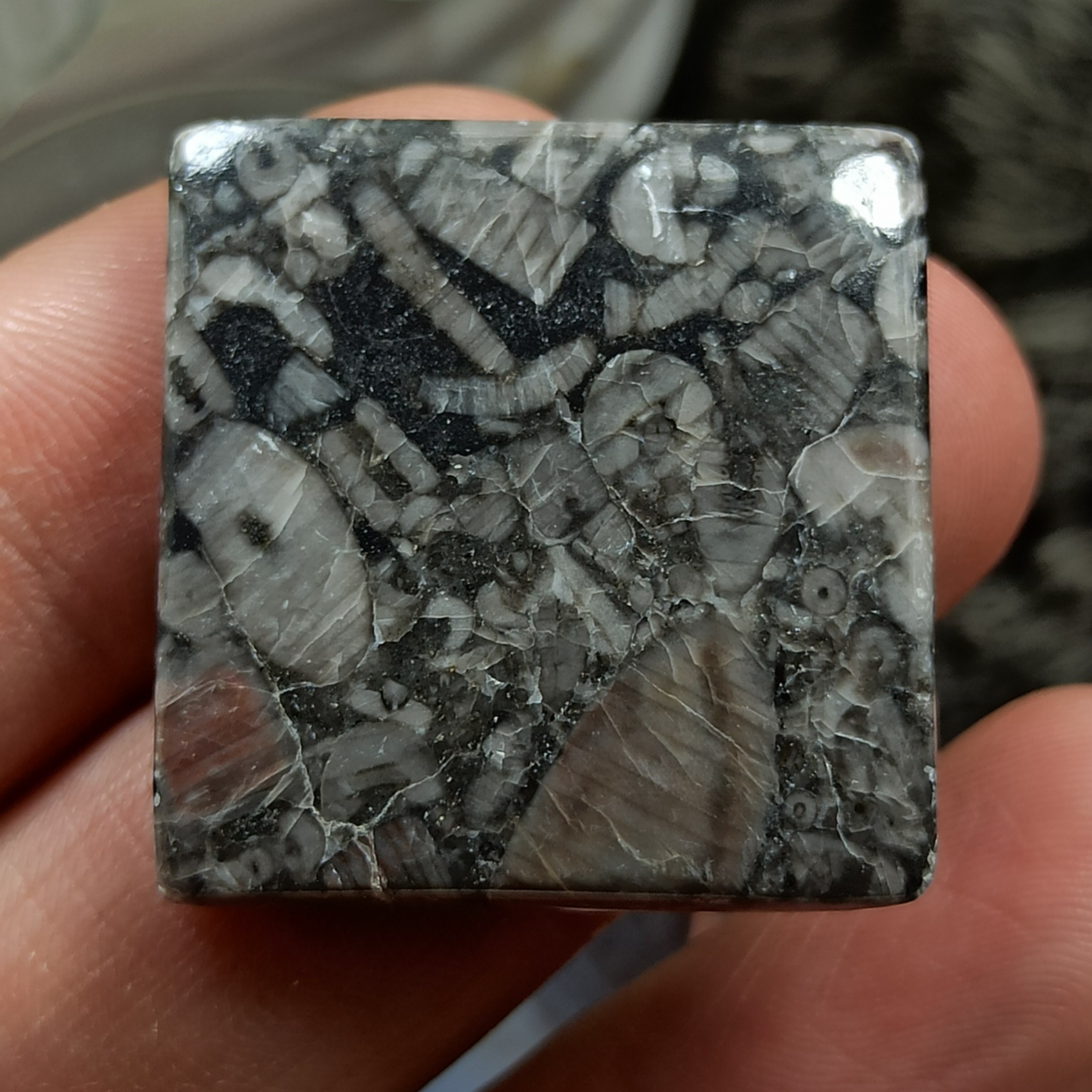 فسیل تورتیلا  چهارگوش کد 27