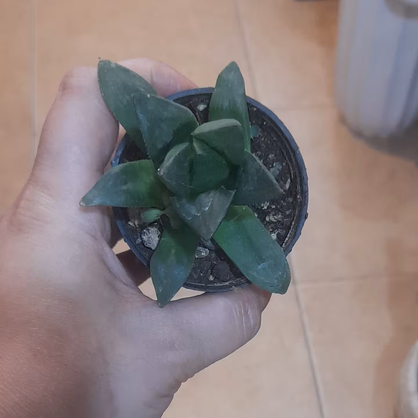 کاکتوس ساکولنت شیشه ای 