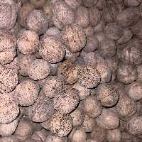 گردوی درشت و امساله  تویسرکان . 