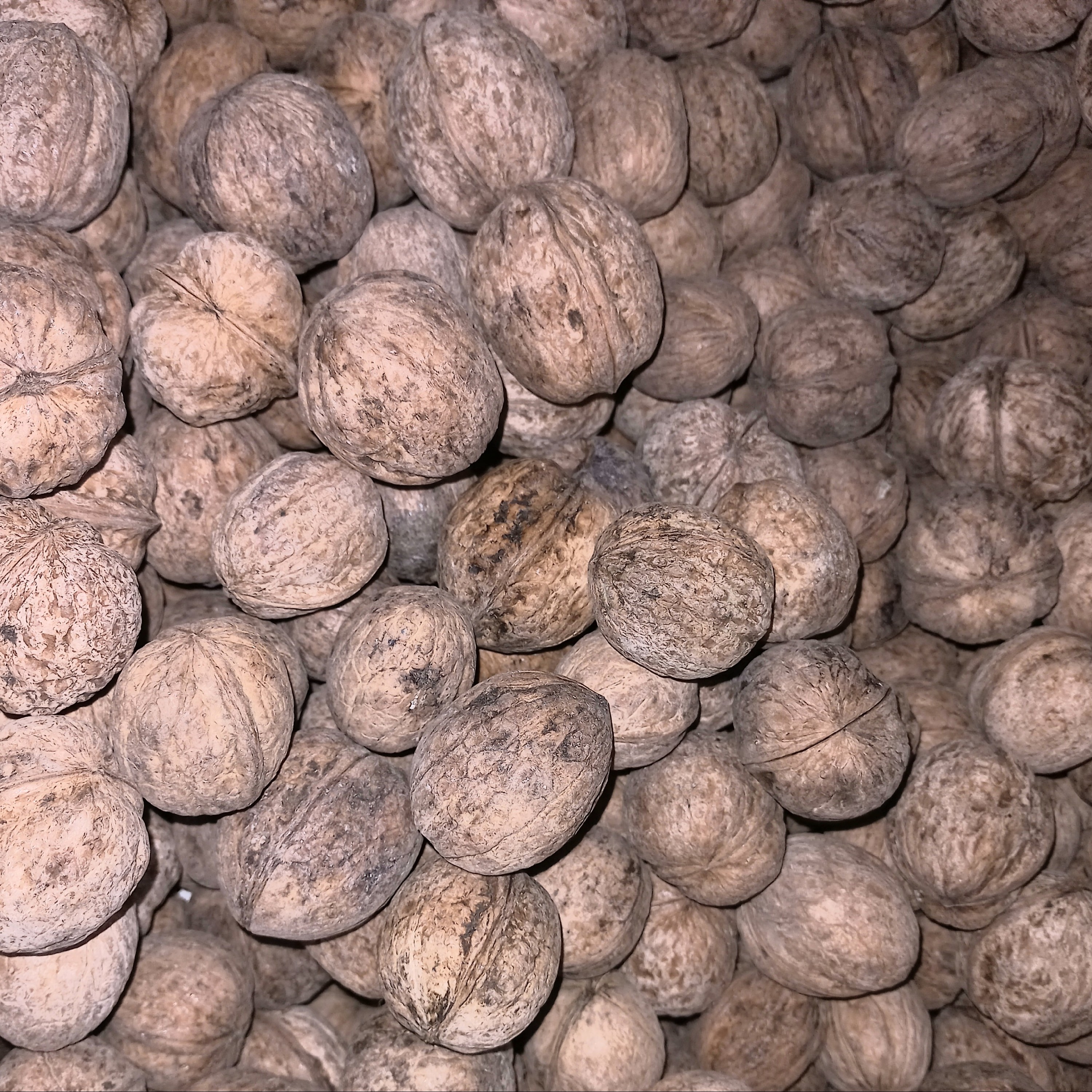 گردوی درشت و امساله  تویسرکان . 