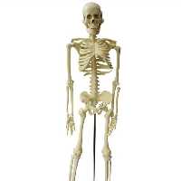 مدل اسکلت انسان یک دوم اندازه طبیعی