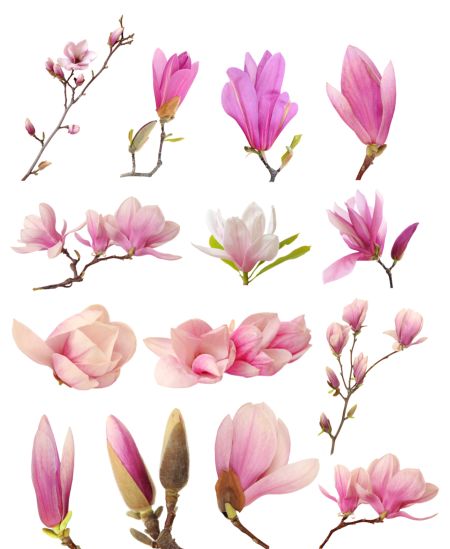 خرید و دانلود عکس Flower-Part-10 کد 17456 | پیک فاکس | Pic Fox