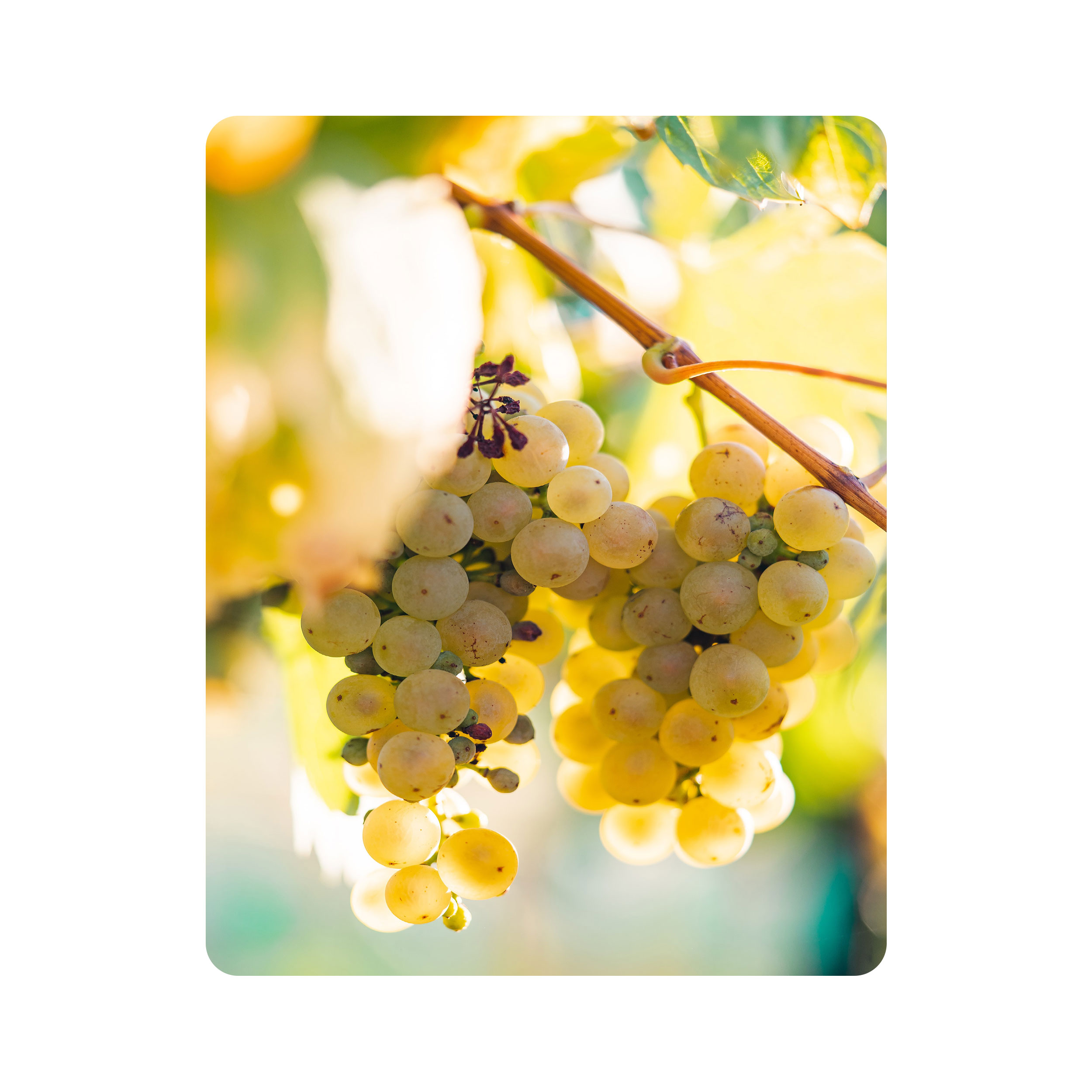 ماوس پد اطلس آبی طرح درخت و خوشه انگور مدل T1866