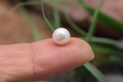 مروارید استرالیا