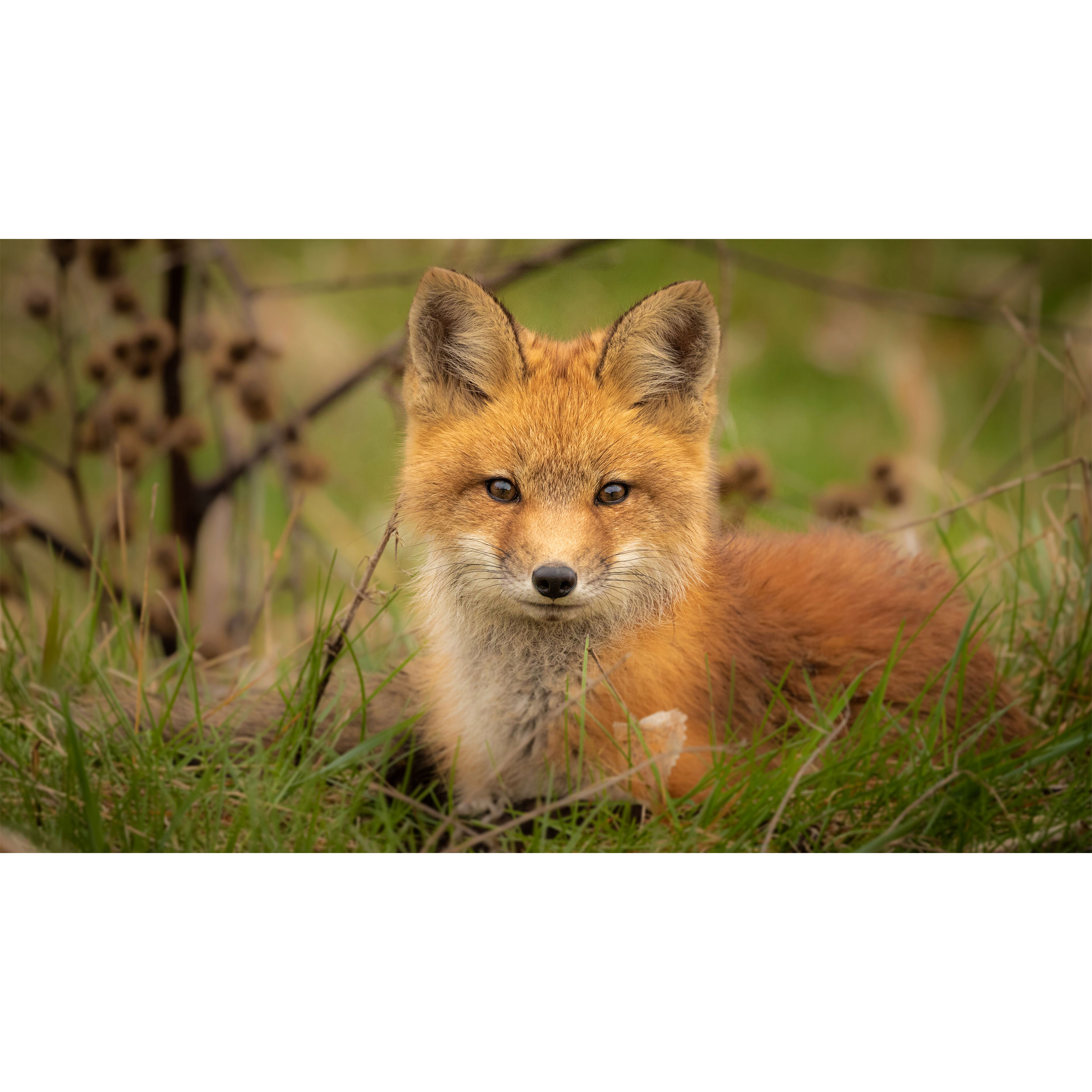 تابلو شاسی طرح روباه مدل T7788