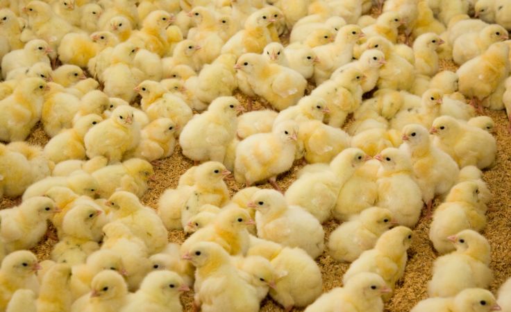 خرید و دانلود عکس Farming کد 15813 | پیک فاکس | Pic Fox