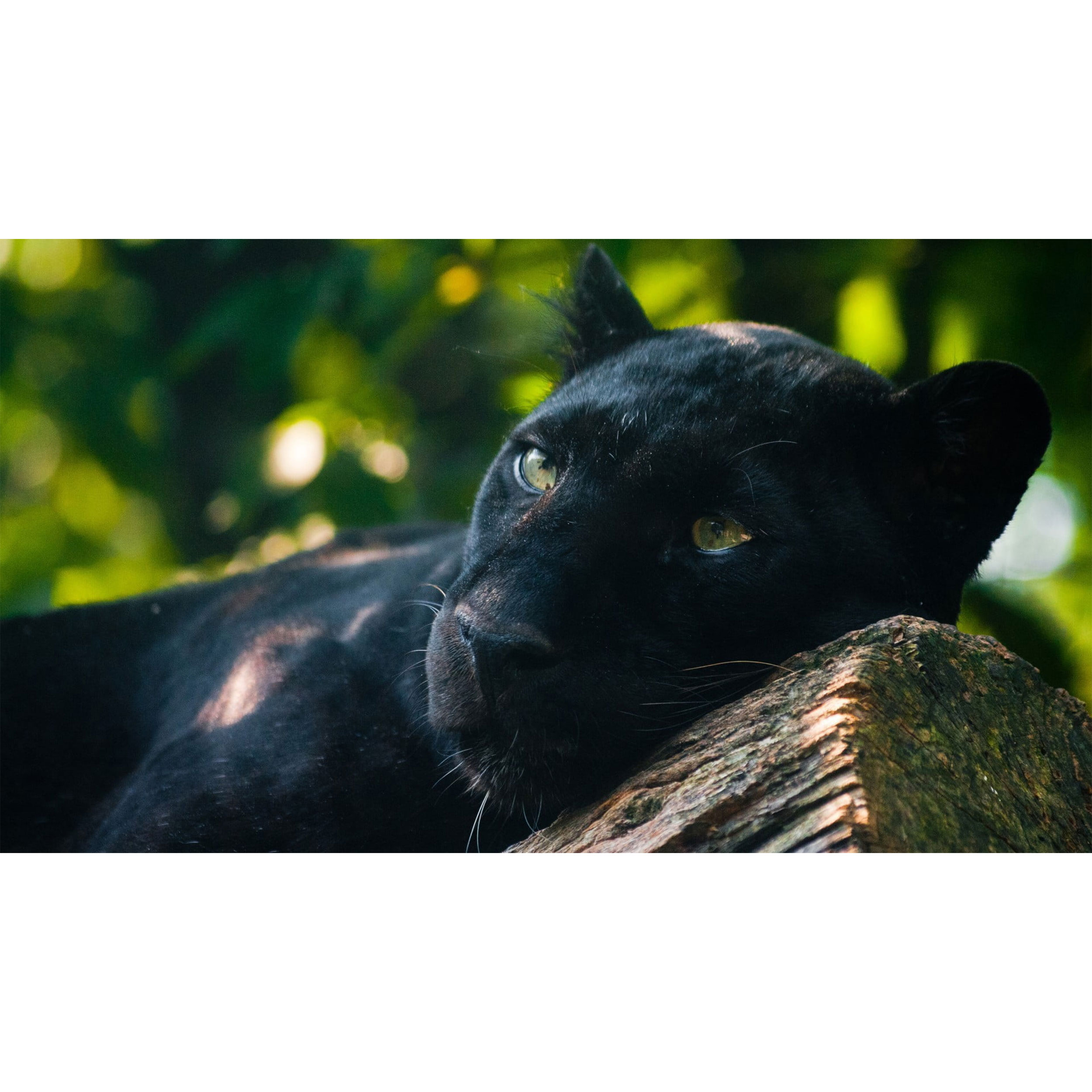 تابلو شاسی طرح پلنگ سیاه مدل T7647