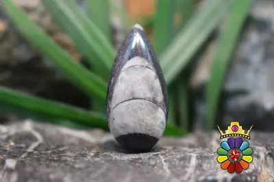 فسیل ارتوسراز مراکش