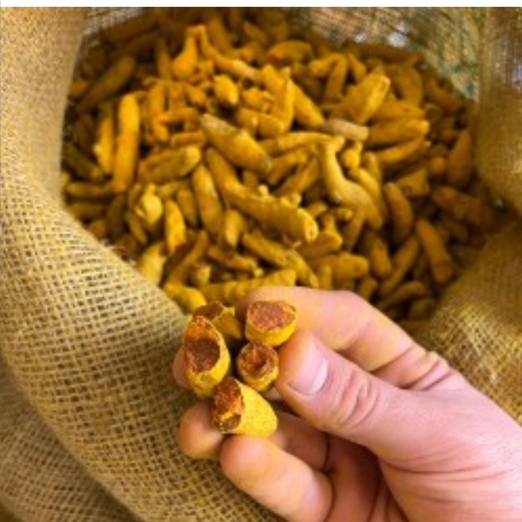 زردچوبه قلم (بلغور)