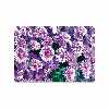 برچسب پوششی ماهوت مدل Purple-Flower مناسب برای تبلت سامسونگ Galaxy Note 10.1 2012 N8010