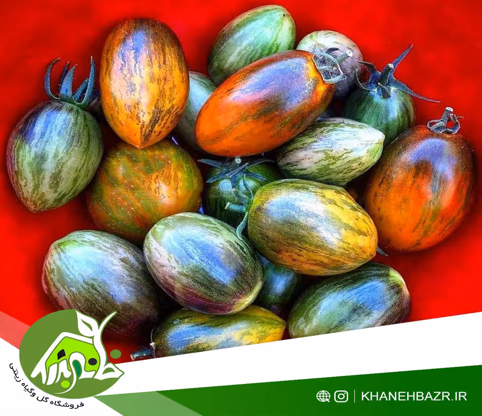 بذر گوجه فرنگی اتمیک - خانه بذر | فروشگاه بذر وارداتی گل و گیاه زینتی 1404