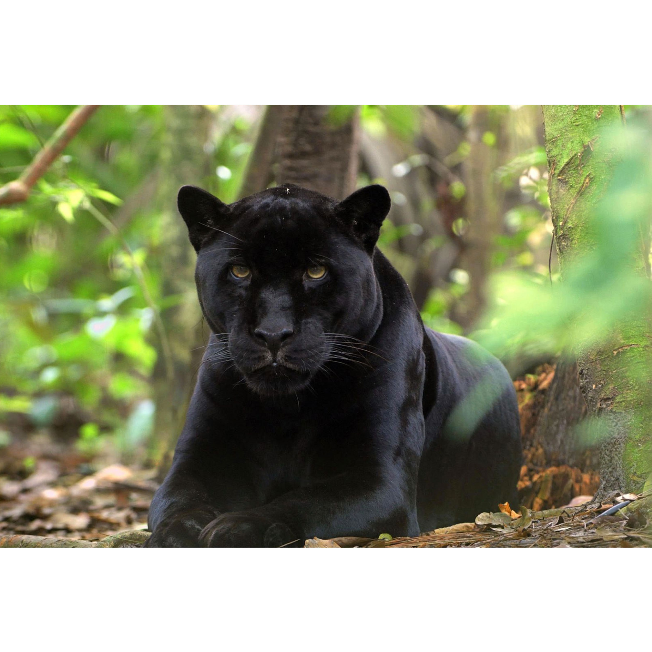 تابلو شاسی مدل طرح پلنگ جگوار مدل T1477