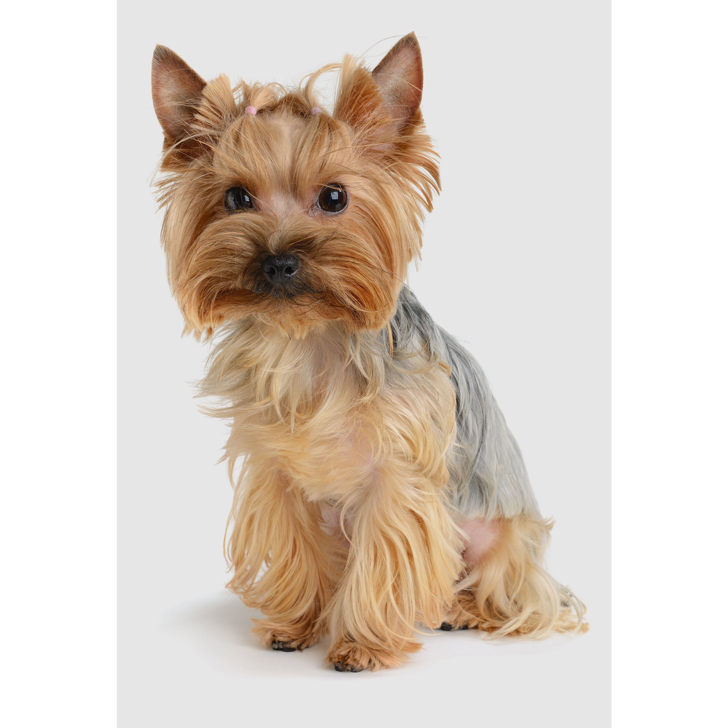 تابلو شاسی طرح سگ مدل T2218