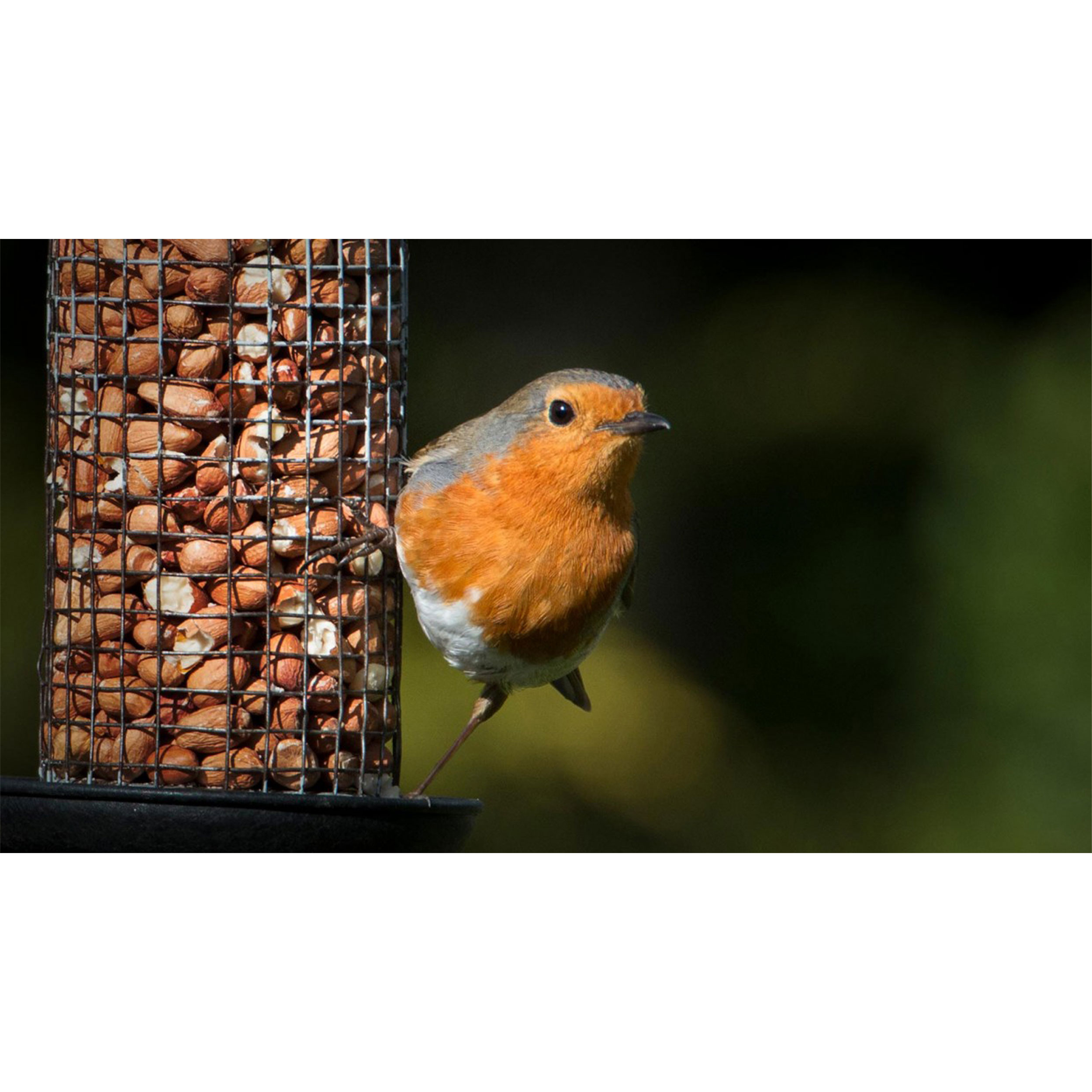 تابلو شاسی طرح پرنده مدل T8042