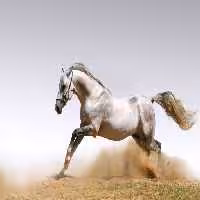 خرید و دانلود عکس IranBCS کد 29283 | پیک فاکس | Pic Fox