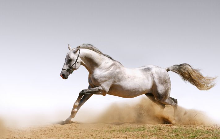 خرید و دانلود عکس IranBCS کد 29283 | پیک فاکس | Pic Fox
