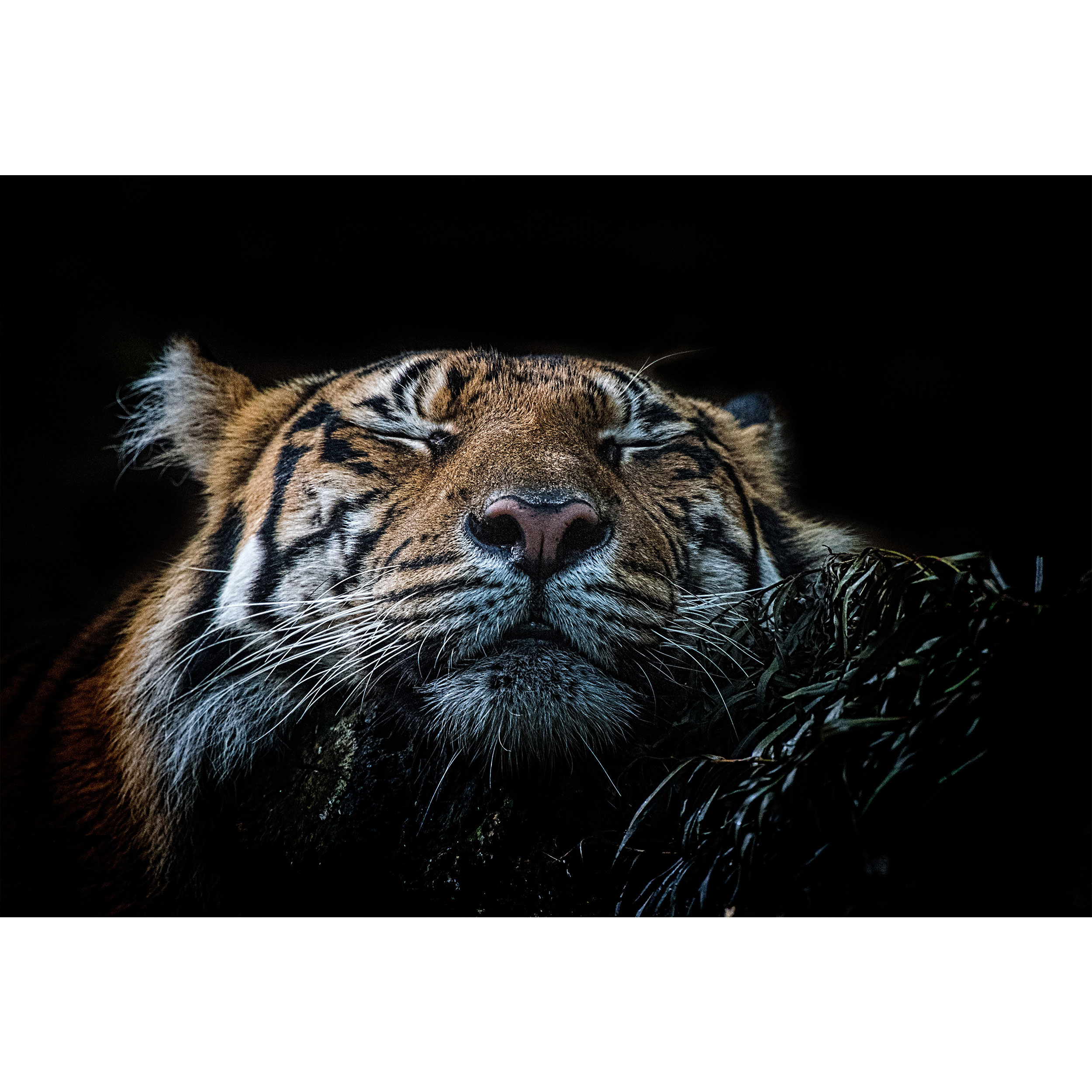 تابلو شاسی طرح ببر مدل T1690