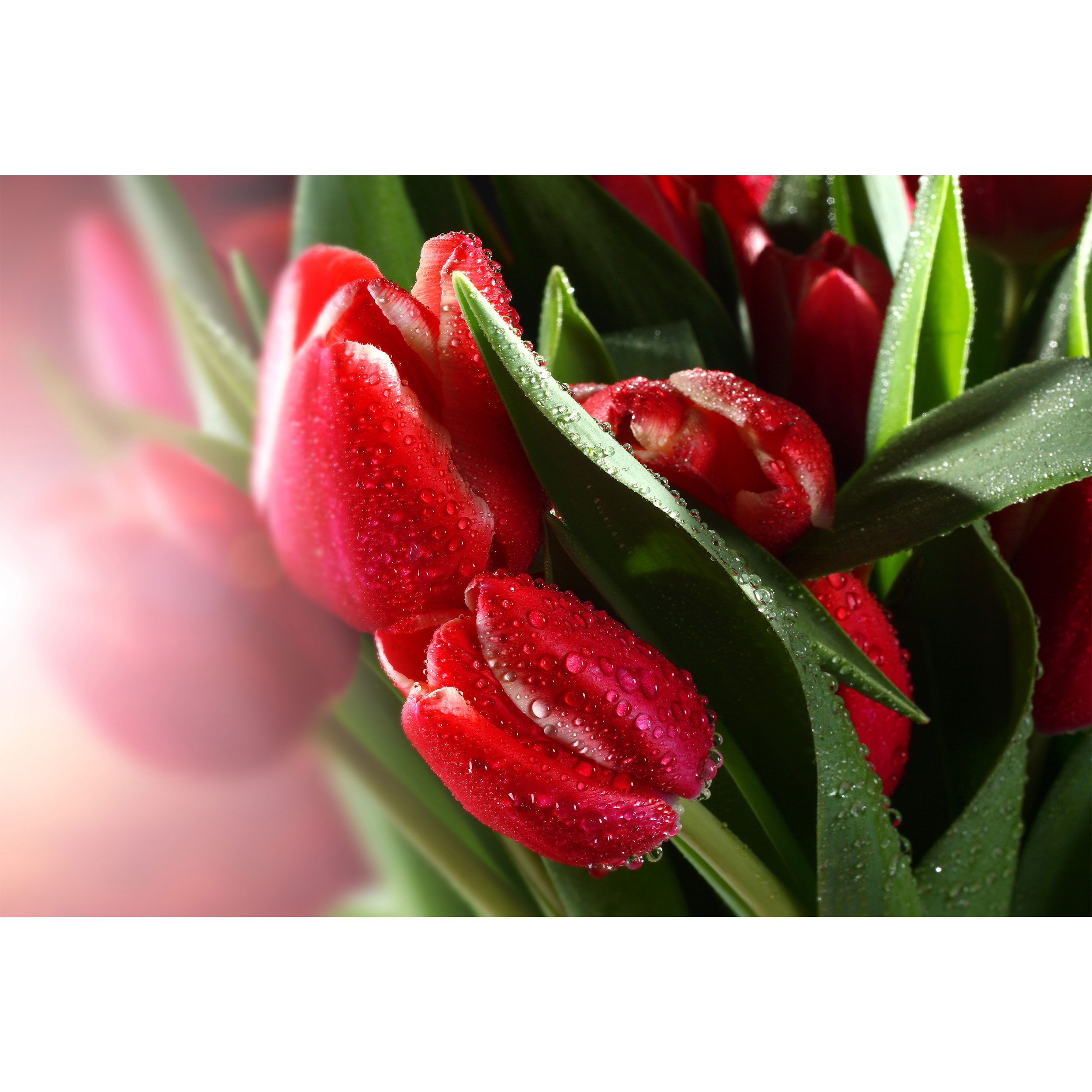 تابلو شاسی طرح گل لاله مدل T6789