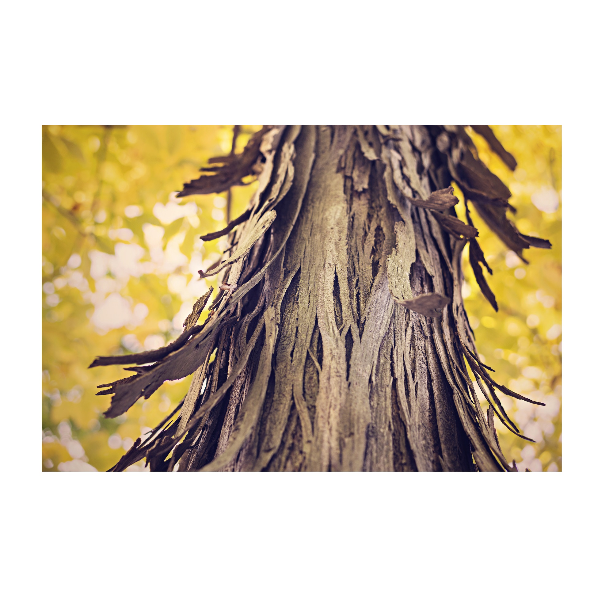 تابلو شاسی جوان مدل درخت