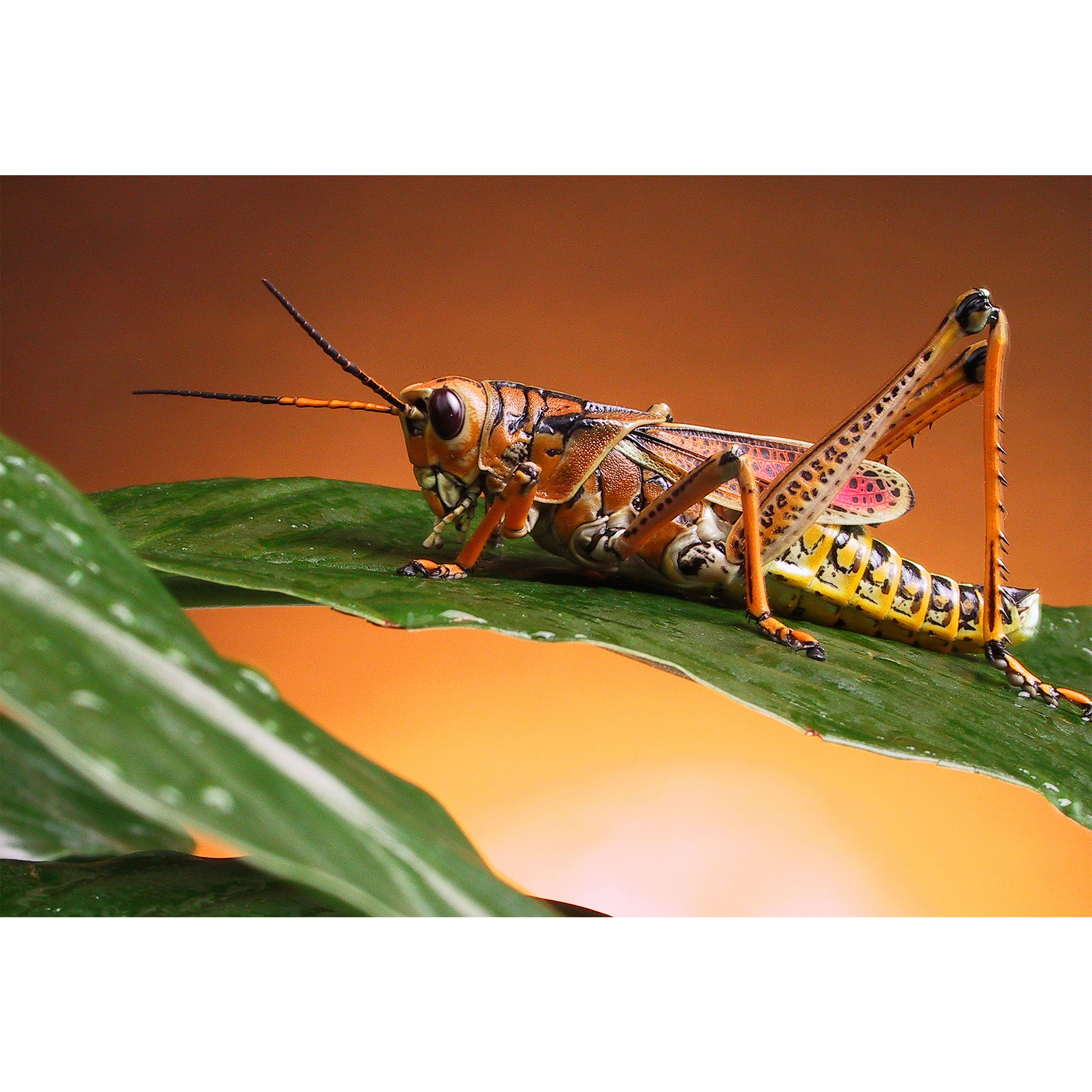 تابلو شاسی مدل ملخ T5851